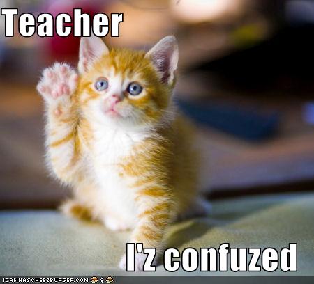 confused-student-cat.jpg